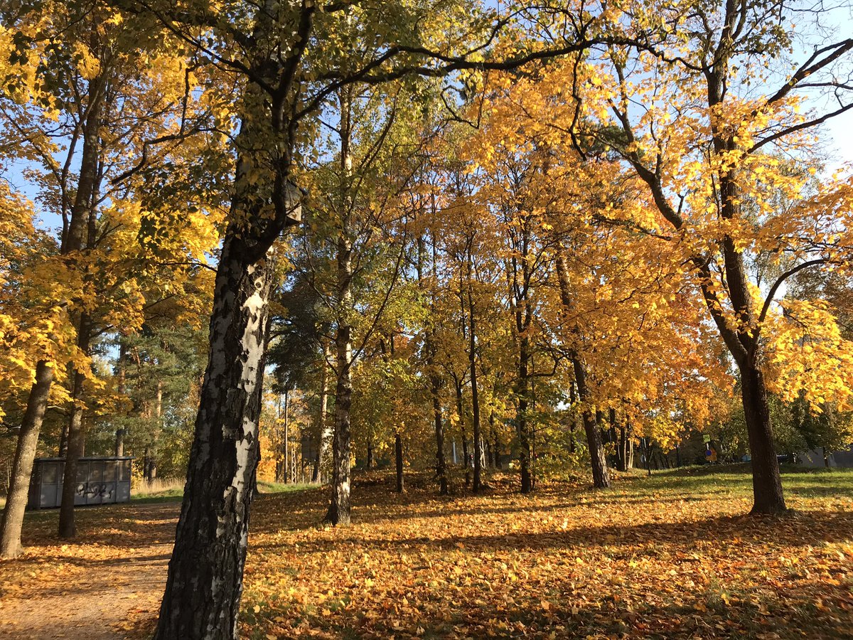 Gold in the trees 🧡🍁🍂☀️💛 This morning in the park 🧡 #beautiful #Autumn #NaturePhotography