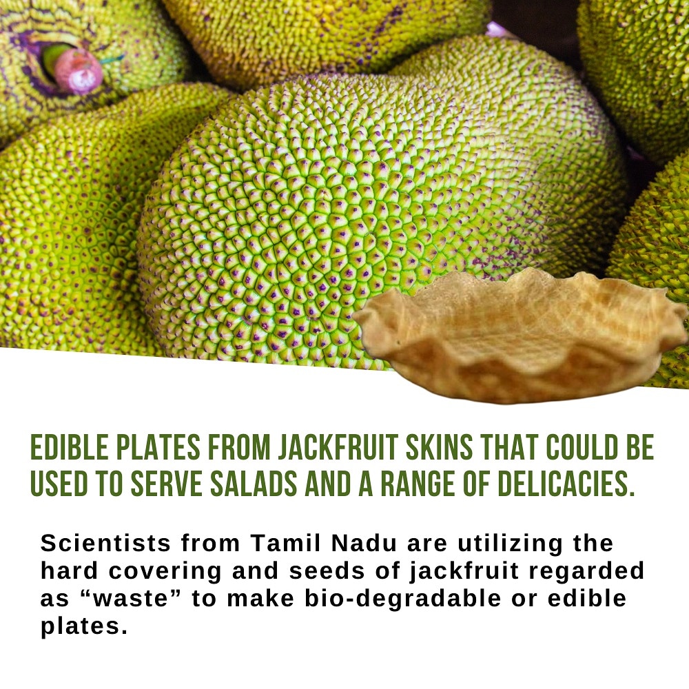 DofpMeghalaya's tweet photo. The adaption of these edible plates can reduce the use of plastic.

This innovation has the potential to create a demand for jackfruits giving an additional boost to the agricultural industry.

To read more: 
https://t.co/pZHaDNefOV

#foodprocessing #jackfruitprocessing https://t.co/oU3NS2hIl5