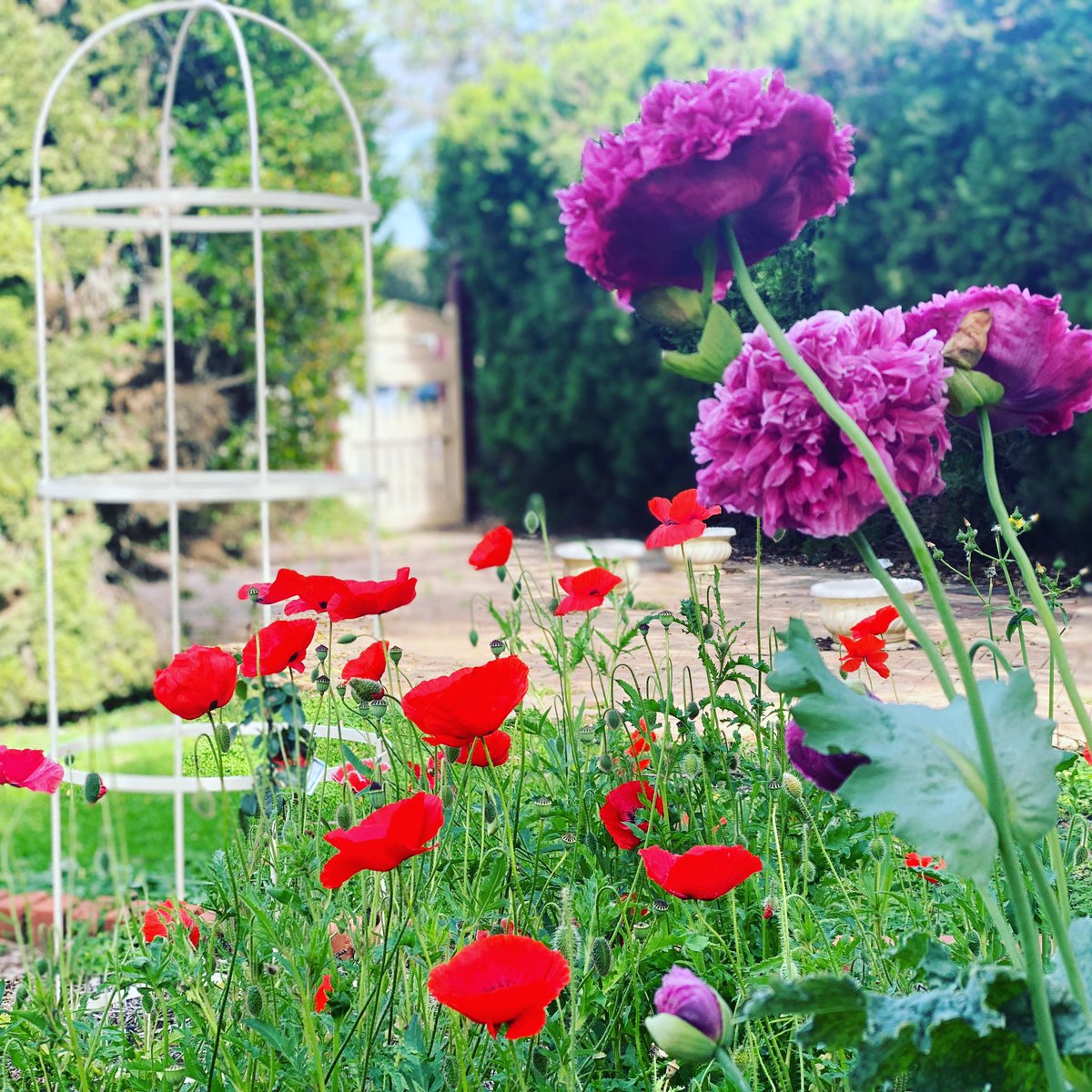 POPPIES • in my garden. That’s all! 🤗

#springhassprung #poppies #avonvalley
