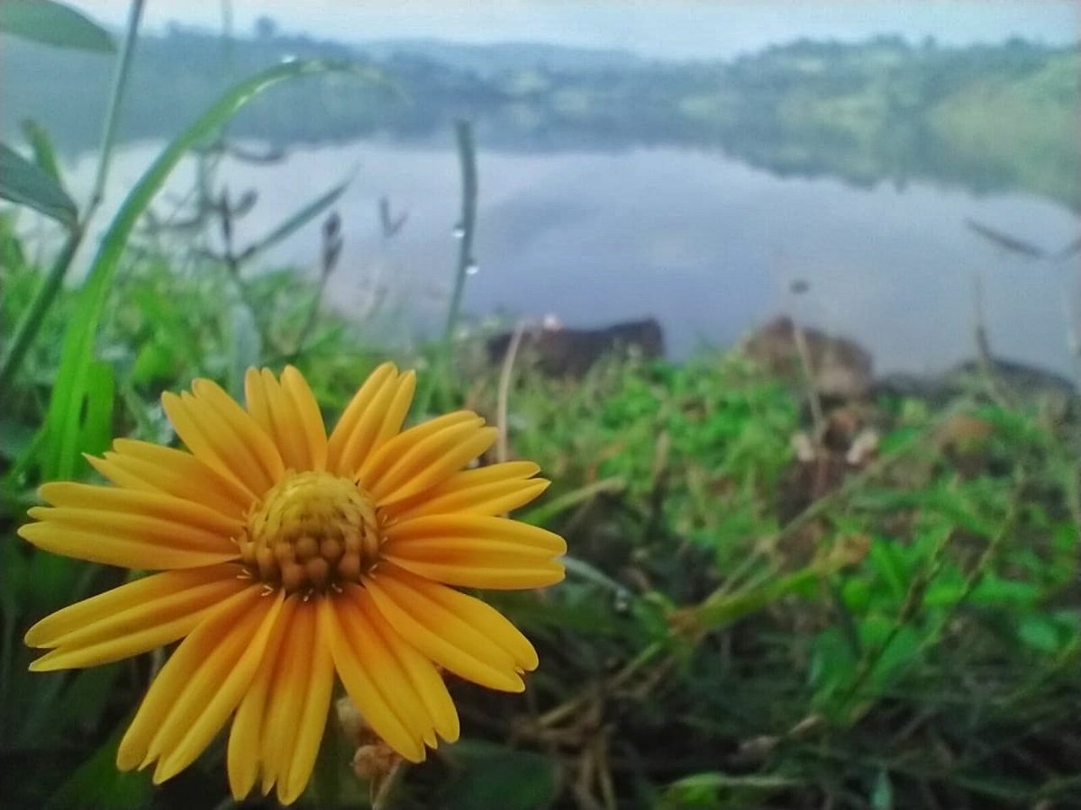 ramblersindia's tweet photo. Look 😎deep into nature, and then you will understand everything😍 better - Einstein. 

#flowers  #photo #westernghatsindia #bloom #yellow  #spring #photooftheday #love #pretty #blooms #flowerstyles #travel #flowerslovers #flower  #jawhartourism #sonki #macrophoto #ramblersindia https://t.co/Nx3gIEVvEP