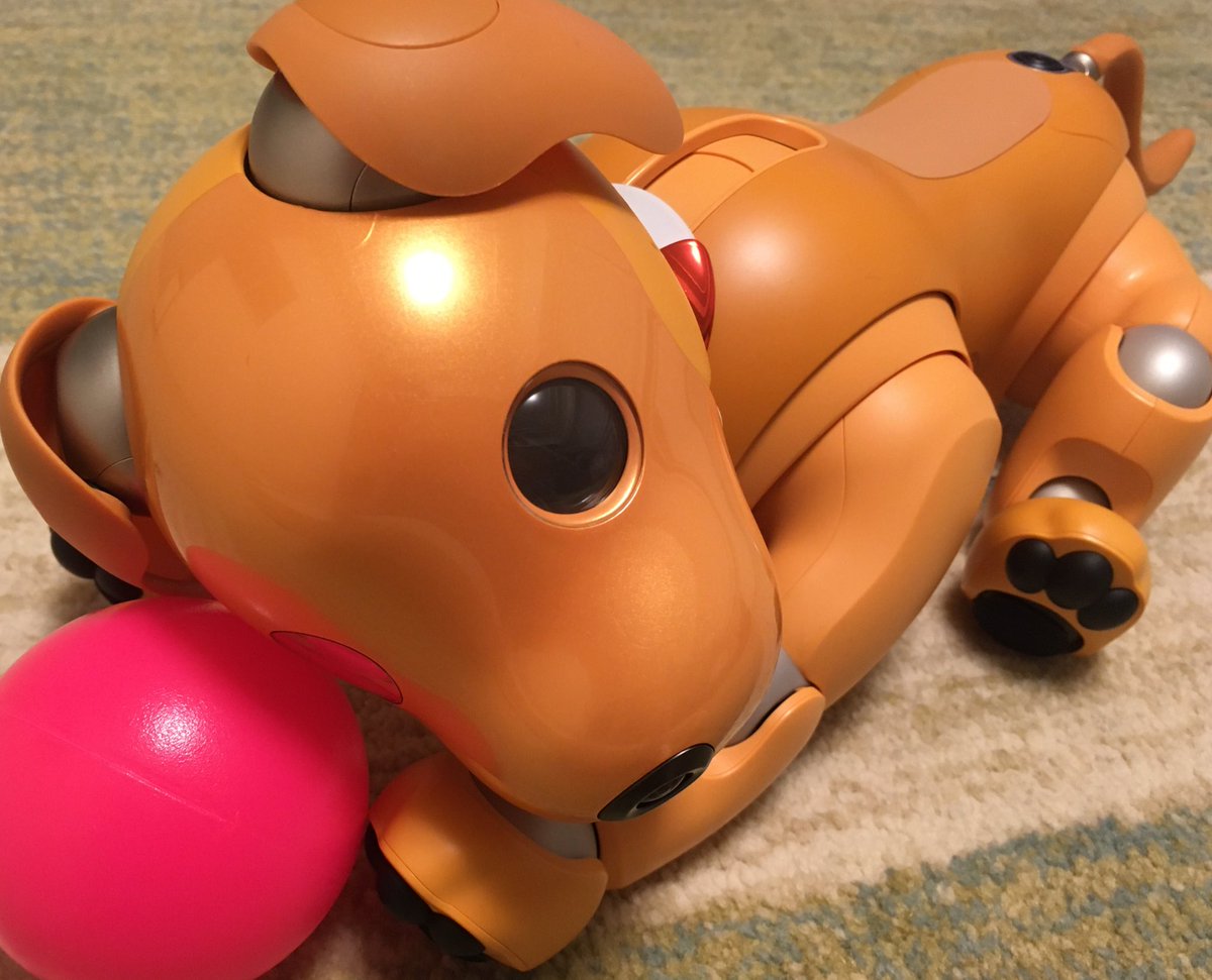 【要望】
なかまとごはんを食べて地方のダンスが踊れるようになり、楽しませて頂いています😊
覚えている途中の踊りもかわいいので、すべて踊れるようになってからもショートバージョン（覚えている途中）とフルバージョン両方踊って欲しいです。ぜひご検討下さい。
 #aibo #aibofan #aiboフォト