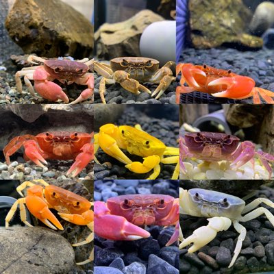 サワガニ Twitter Search