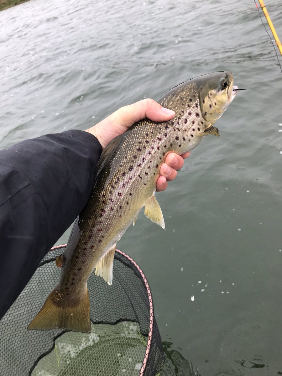 Put a shift in looking for browns abs only managed 1!!
Hopefully the shift in weather will see them come on!!