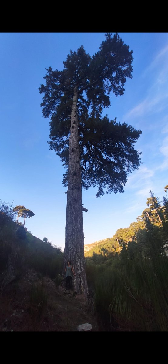 Pino Galapán...Espectacular , 40m de altura , 5.5m perímetro tronco y 18m perímetro de copa 💚🌲
#camposhernanpelea 
#sierrasegura 
#santiagopontones