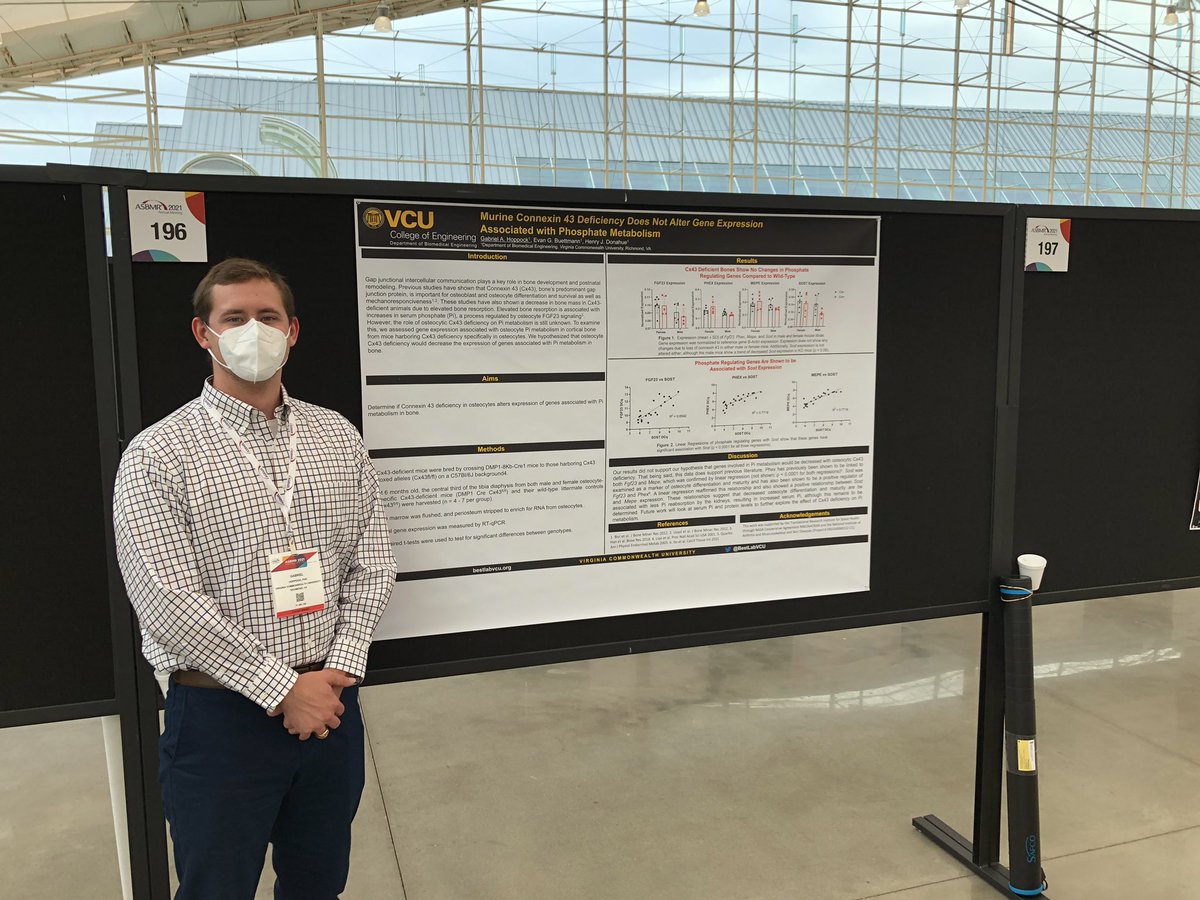 GabrielHoppock's tweet photo. Everyone stop by poster 196 this afternoon at #ASBMR2021 and we can talk about gap junctions and phosphate metabolism! https://t.co/UEnVxdOZv5