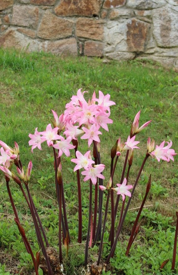 FritillaryLilly's tweet photo. Jersey lilly #UKFlowers #UKFlora #gardening #GardenersWorld https://t.co/XrDQigL0t2