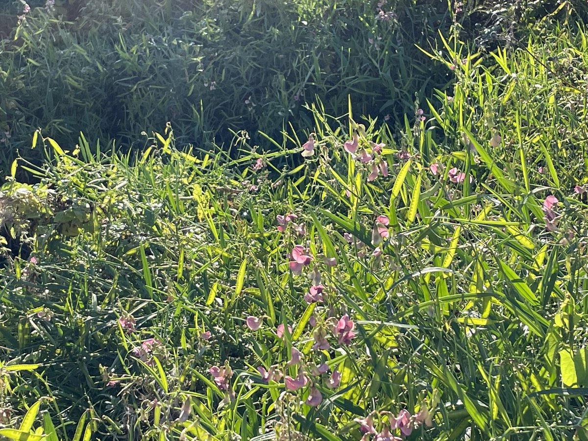 Joshua Styles tweet media