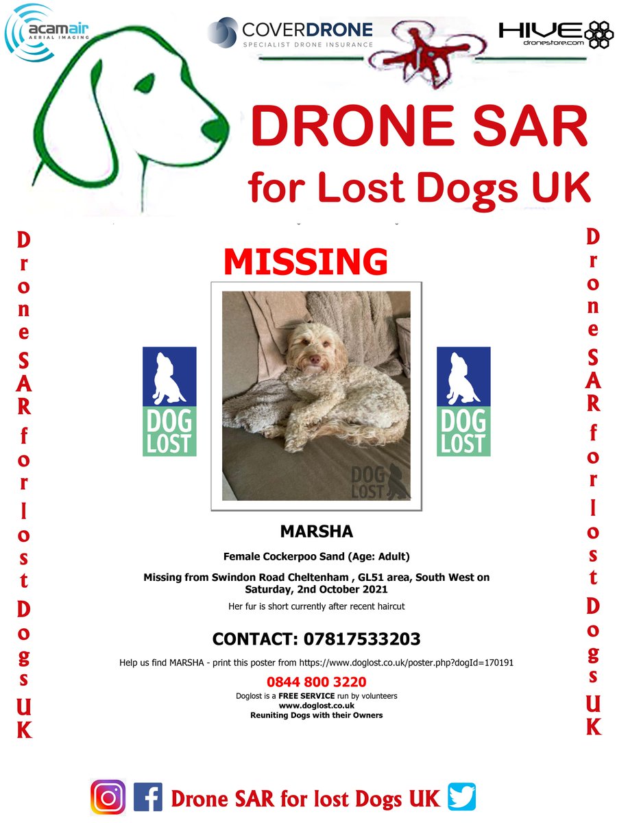 sar_dogs's tweet photo. #LostDog #Alert MARSHA
Female Cockerpoo Sand (Age: Adult)
Missing from Swindon Road Cheltenham , GL51 area, South West on Saturday, 2nd October 2021  #DroneSAR #MissingDog https://t.co/BdSifJGUXv