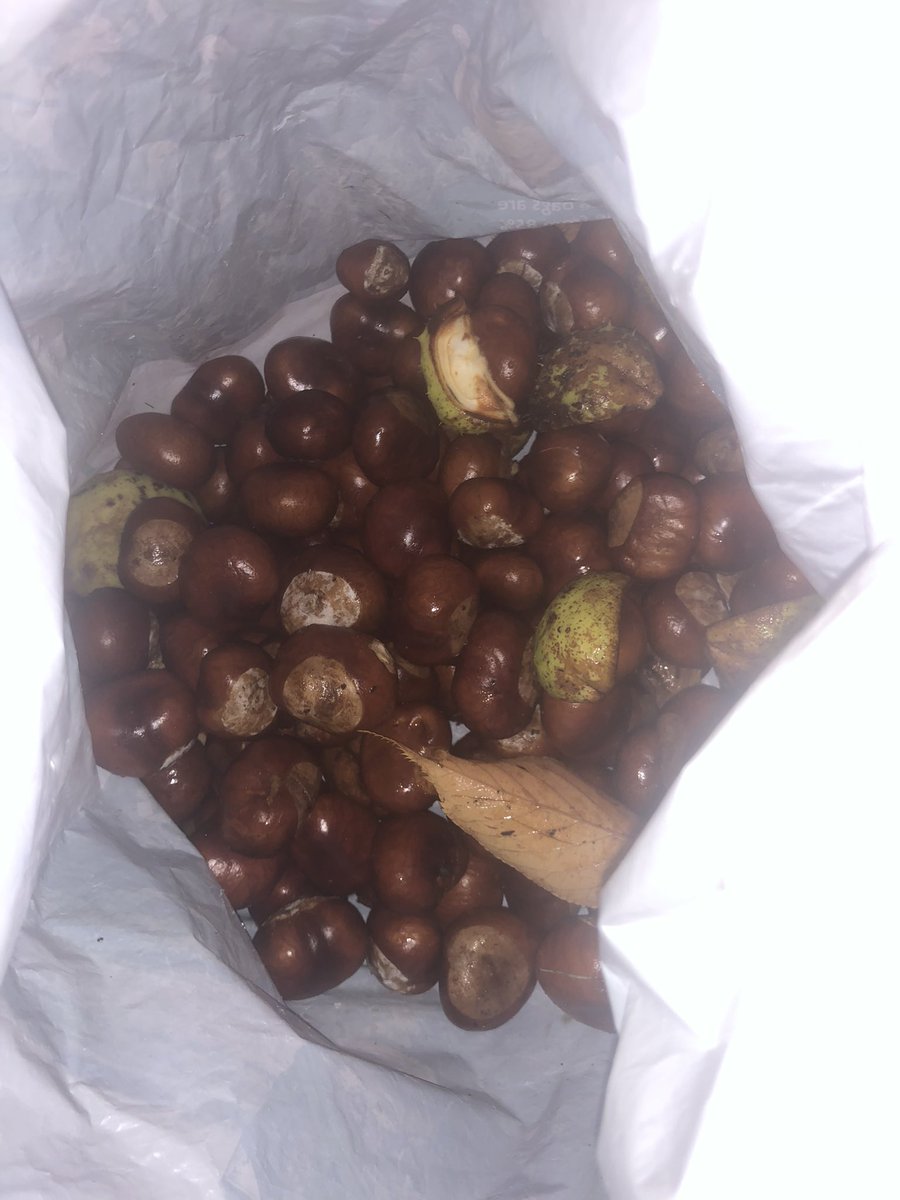 A Sunday afternoon walk collecting conkers, have you seen any? If you do, please bring in conkers, sticks or leaves in to nursery. Autumn is definitely here 🍁 🍃 🌳