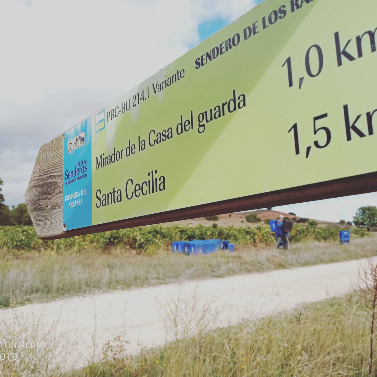 Comienzos la vendimia en la DO #Arlanza Nuestros viñedos van desde Santa Cecilia hasta Covarrubias.
Época de recoger el fruto de un año de trabajo