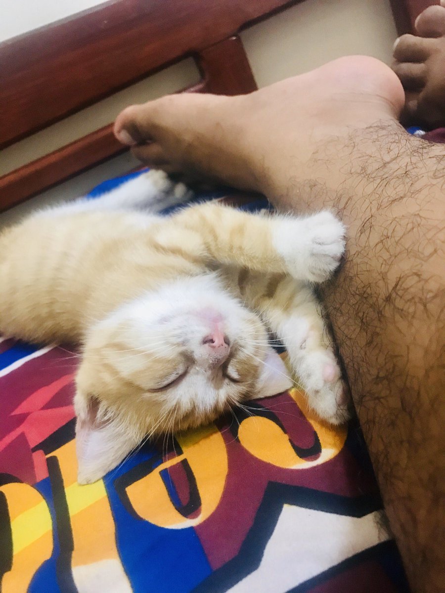 RyanSangaji's tweet photo. Ga mau tidur sendirian 😹 https://t.co/j19WfsRtEN
