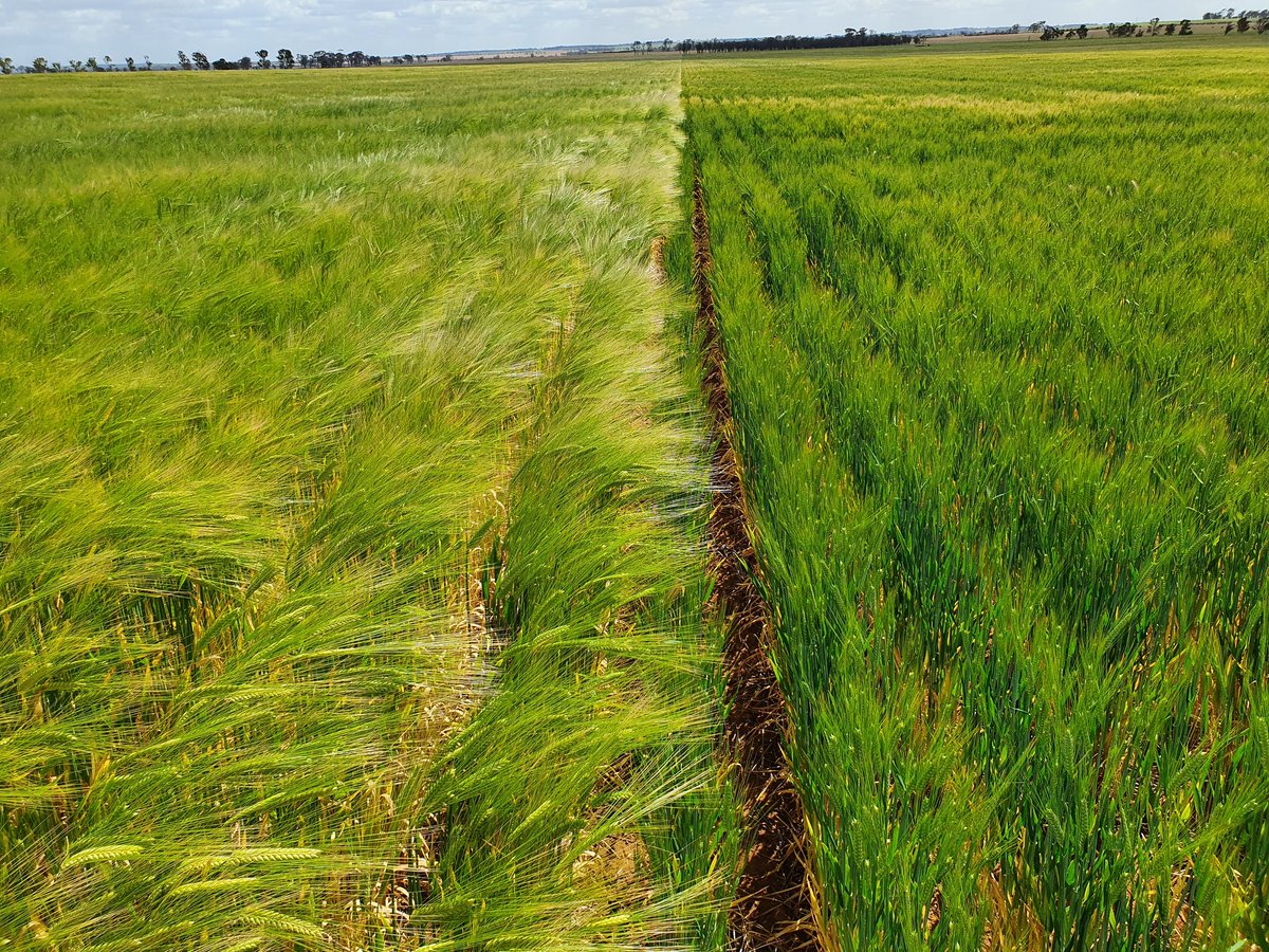 Aaron_Robinson7's tweet image. 25/May sown #Commodus VS #Spartacus at 70kg/ha. It's been an interesting comparison so far, will be good to see what the gleaners think.
Finished off with a textbook "ultra low seed rate trial" (run-out) where the heads are filling up to 19/side &amp;amp; jagged 20mm on it Friday 👌🌾