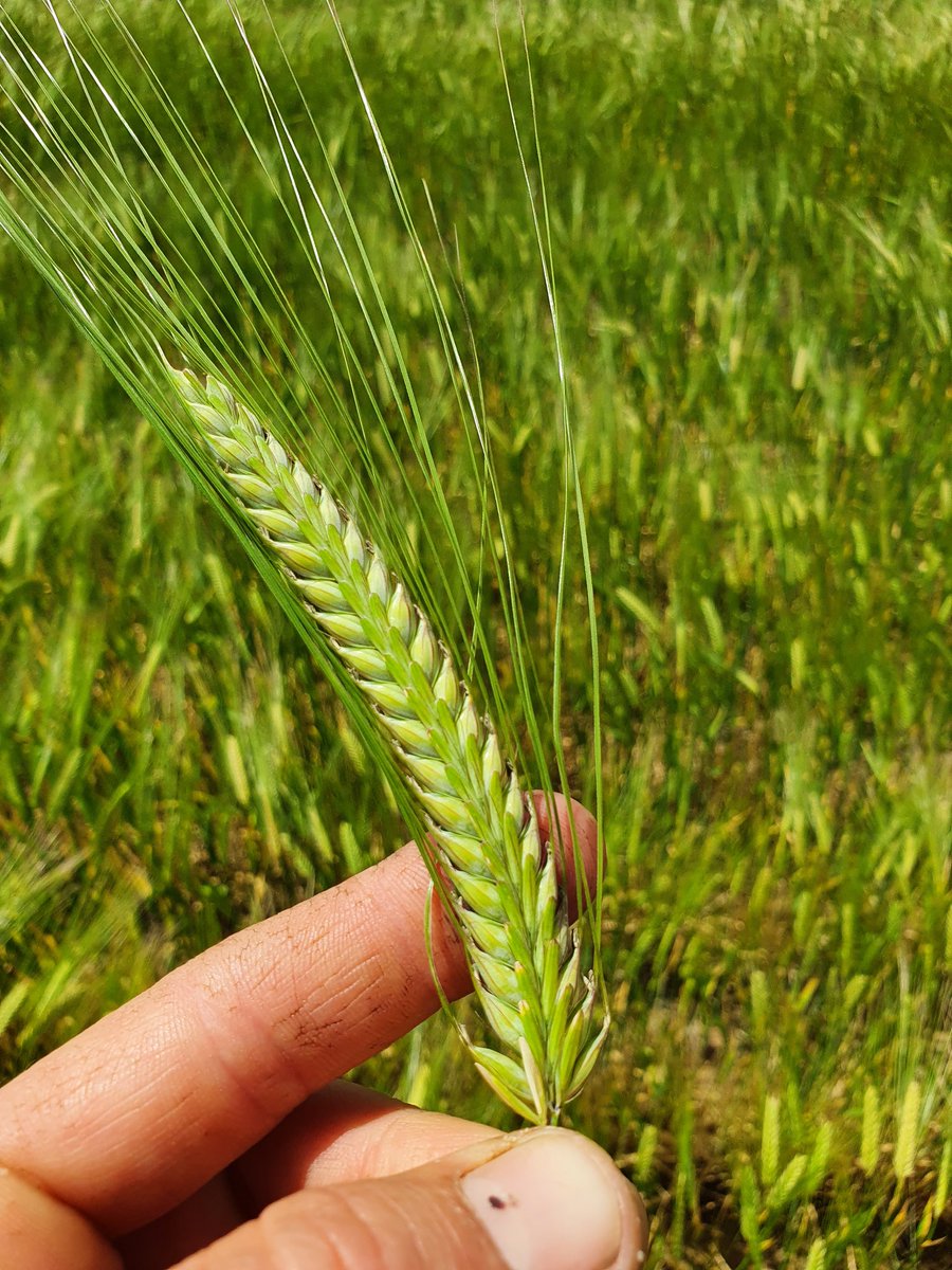 Aaron_Robinson7's tweet image. 25/May sown #Commodus VS #Spartacus at 70kg/ha. It's been an interesting comparison so far, will be good to see what the gleaners think.
Finished off with a textbook "ultra low seed rate trial" (run-out) where the heads are filling up to 19/side &amp;amp; jagged 20mm on it Friday 👌🌾