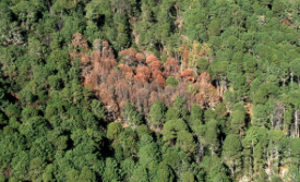 CONAFOR's tweet photo. Las plagas y enfermedades forestales tienen efectos económicos, ecológicos y sociales en el país.

Algunas de las plagas que atendemos en @CONAFOR son 

🪳 Descortezadores 
🌼Muérdago y plantas parásitas
🐛Defoliadores
🌱Barrenadores de meliáceas https://t.co/eGgqWyHz2U