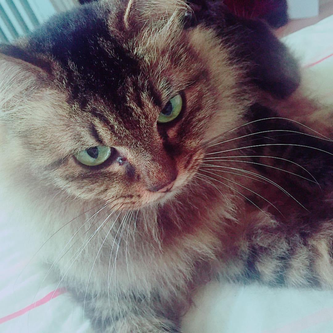 nekouta3's tweet photo. 4年前のもふもふはなちゃん。

#過去の写真 #はなちゃん #ちょっと幼い #猫のいる暮らし  #exmaknight https://t.co/Y74C6LCIKY