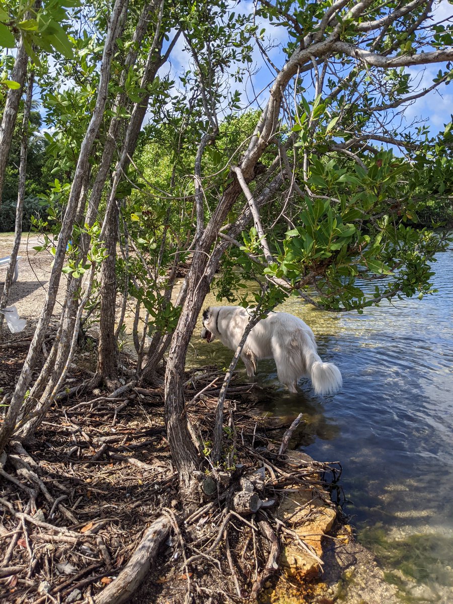 KeysViews's tweet photo. #SundayMorning #FloridaKeys #PandaPics ๐โ๏ธ๐๐๐ซ๐ผ๐ https://t.co/uu0uDXsufl