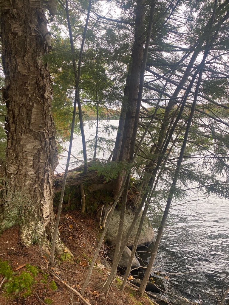 Photo of lake waterfront and trees