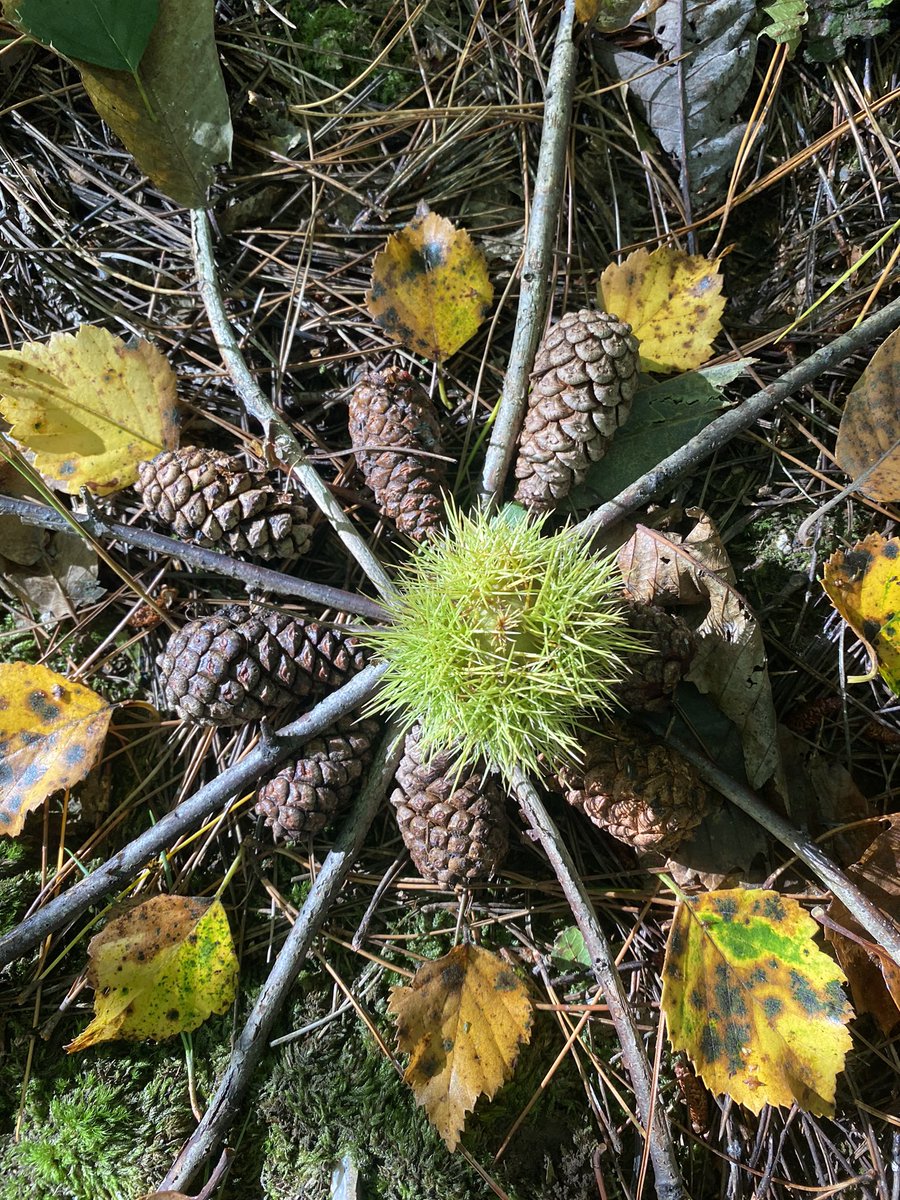 dotrythisschool's tweet photo. Autumnal woodland mandala. 
Spent a couple of hours in the beautiful autumnal sunshine at the woods this afternoon, collecting bits with the children to make a mandala. 
🍂🍁🍃
#woodland #forestschoolideas #therapeutic #forestbathing #natureconnection #autumn #sunday #weekend https://t.co/kRLueb6gAm