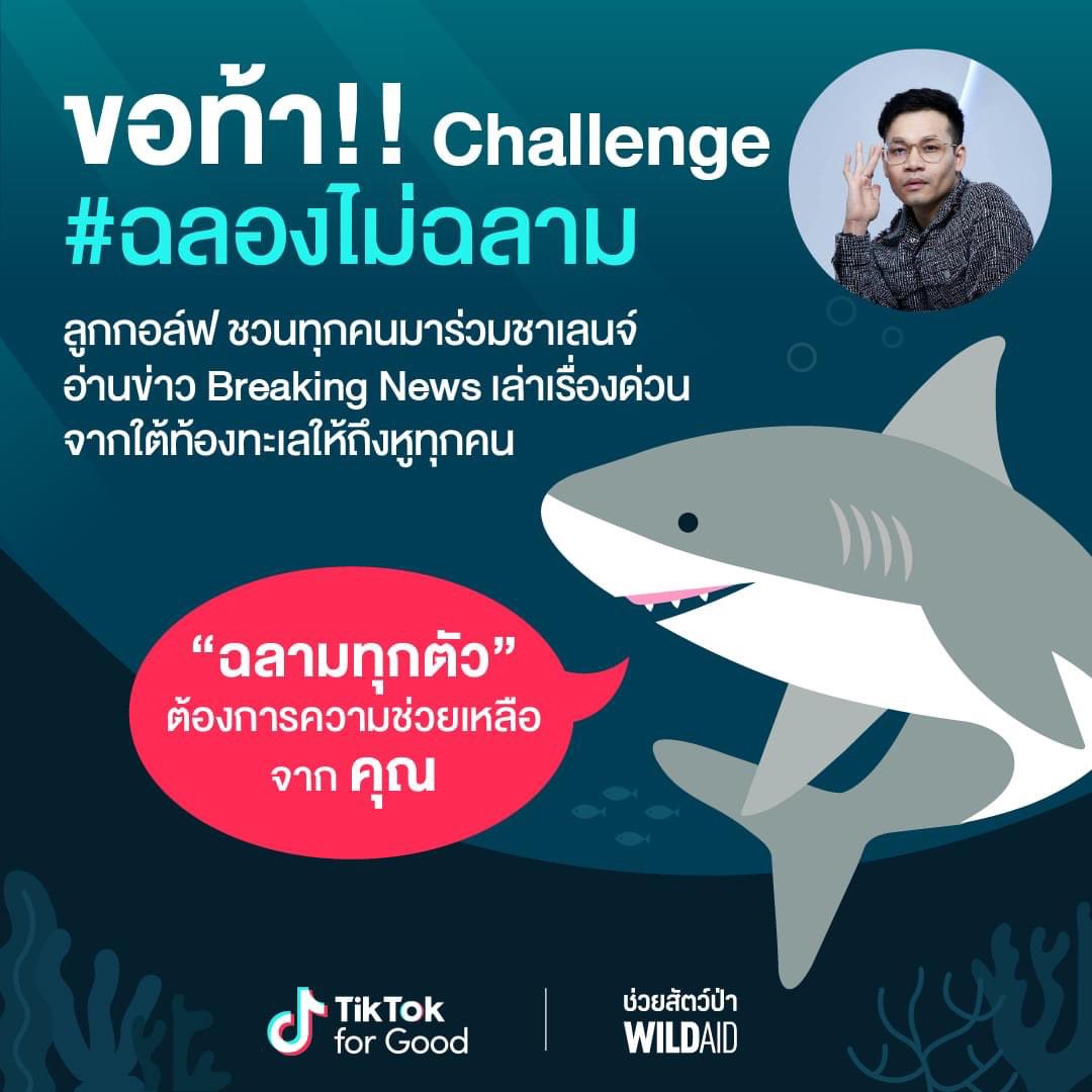 WildAidThailand's tweet photo. WildAid และ @TikTokForGood ท้าทำชาเลนจ์ #ฉลองไม่ฉลาม ให้เรื่องฉลามถึง ‘หู’ ทุกคน

อ่านข่าวด่วนจากใต้ทะเลให้ทุกคนรู้ว่า ทุกวันนี้  1 ใน 3 ของสายพันธุ์ฉลามทั่วโลกกำลังเสี่ยงสูญพันธุ์ ร่วมท้าโดยครูลูกกอล์ฟ @LoukgolfLG @AngkrizAcademy 
.
รับคําท้าได้ที่นี่ https://t.co/4nKDLiE4WE https://t.co/iniC7DadXV