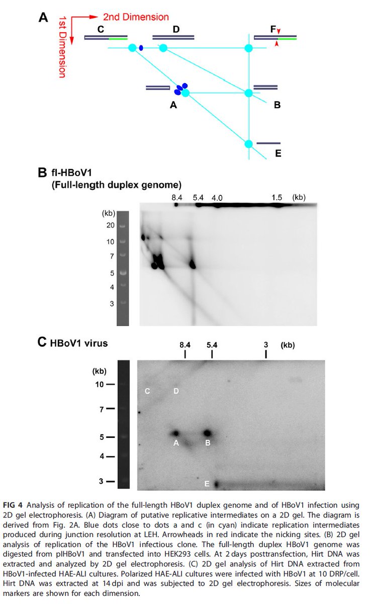 #JVirology SPOTLIGHT from Qiu lab! Terminal hairpin sequences previously thought to be essential are dispensable for rolling-hairpin replication of parvoviral DNA 
bit.ly/3A0p3rO