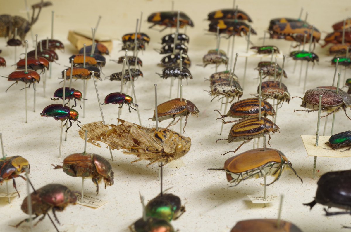 InsectaThe's tweet photo. Snippets of the original, boxed collection. Some degradation of specimens clearly present. #insects #insecta #collection #collector #Collectibles #insectlovers #Entomology https://t.co/0SGyOG7Psk