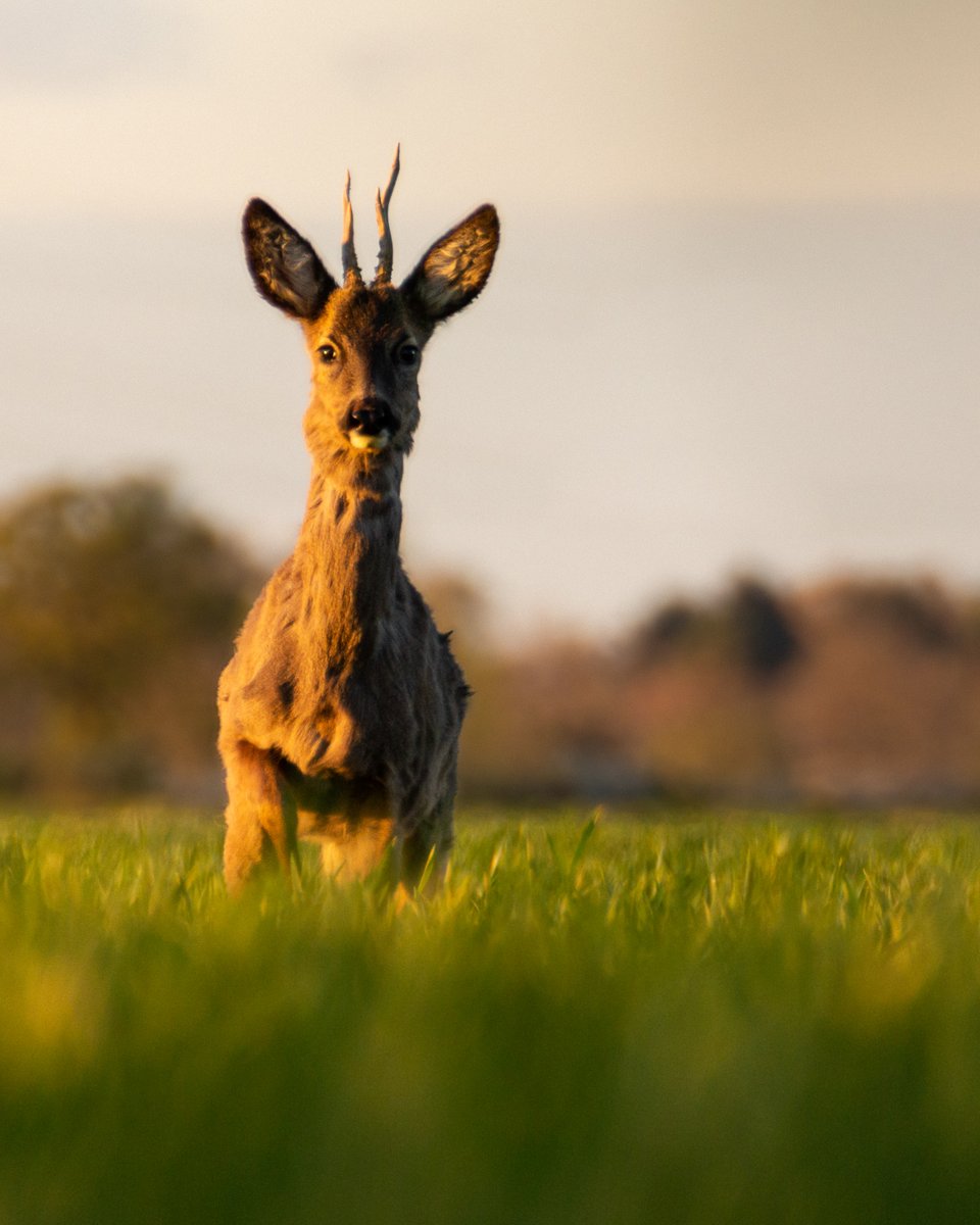 juliencaptures's tweet photo. Heey,

I’m Julien, a Nature Photographer who loves adventures.
My dream is to see as much of our beautiful planet as possible. Through my photography I want to inspire everyone to do the same. ✌️

#NaturePhotography #landscape #wildlife #macro https://t.co/cw1fKMZOb0