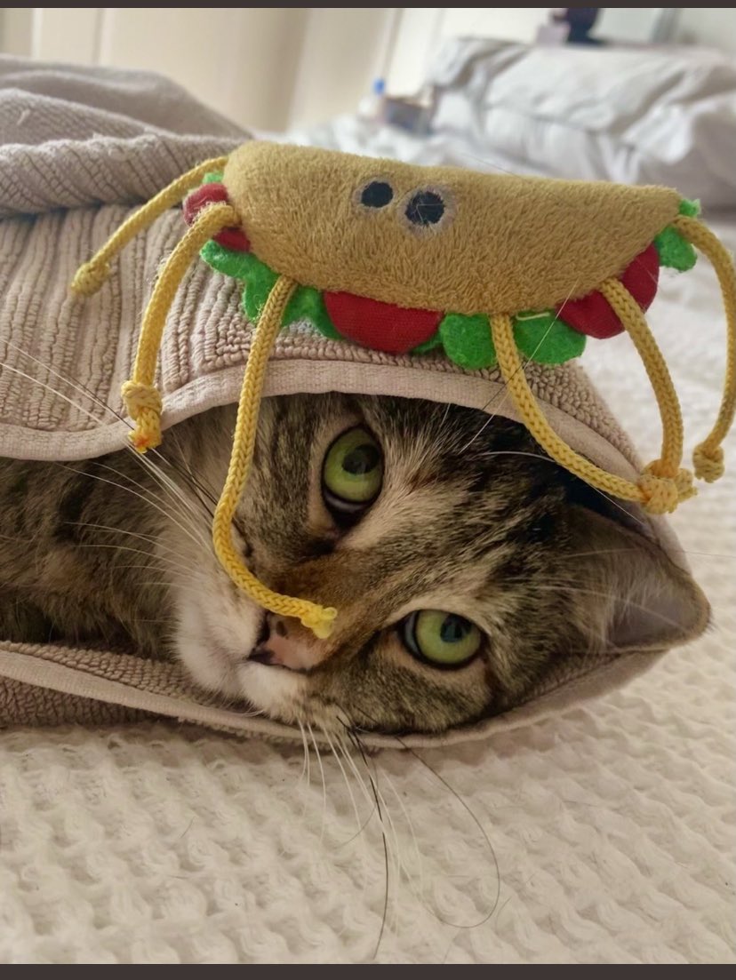 DBRacingUK's tweet photo. Happy #PickaPickle day Pickle. Be kind to Mr Taco @PickliciousF @MrTtheTaco https://t.co/KMc86WHrle