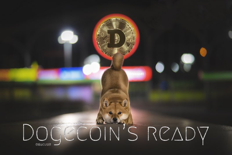 Maicus81's tweet photo. #dogearmy Never give up 🌙 https://t.co/LXInqyNpdk
