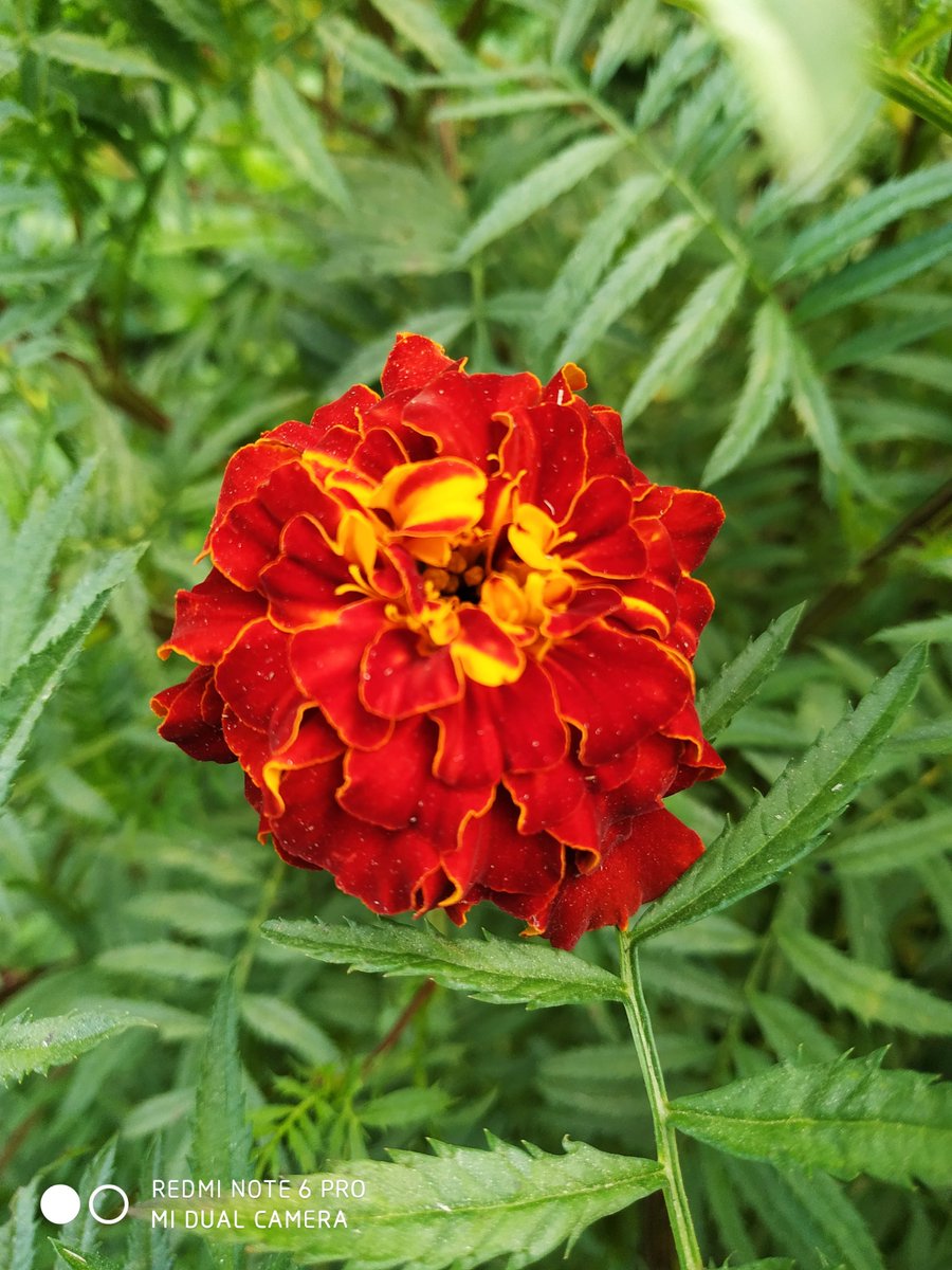 Purop5's tweet photo. My flower garden https://t.co/IRryL3iEPr