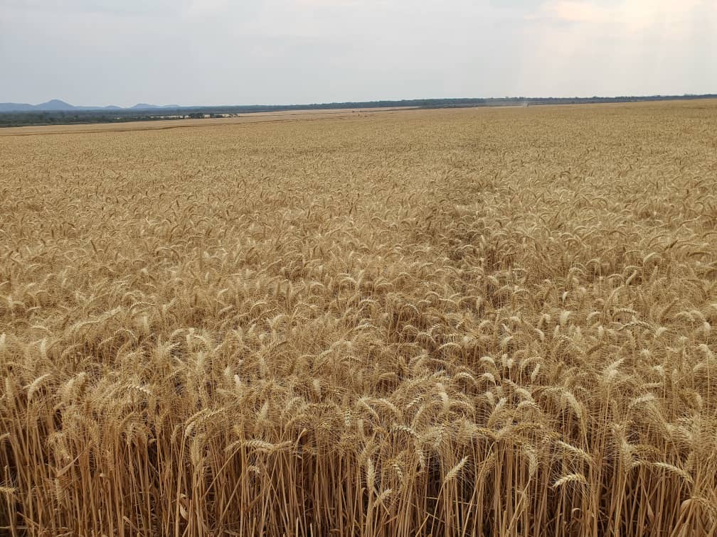 basera_john's tweet photo. Zim is projecting over 340 000MT of wheat, against an annual requirement of 360 000MT. This is the highest ever and new record wheat production since.......
Towards flour self sufficiency. https://t.co/AMPLSRhrmW