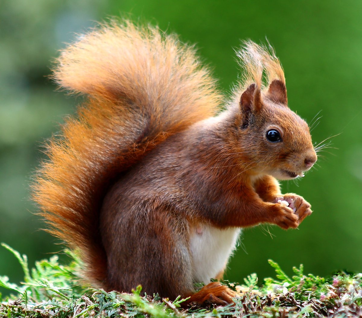 Purop5's tweet photo. Beautifull Animal https://t.co/xJbcD26Cnc