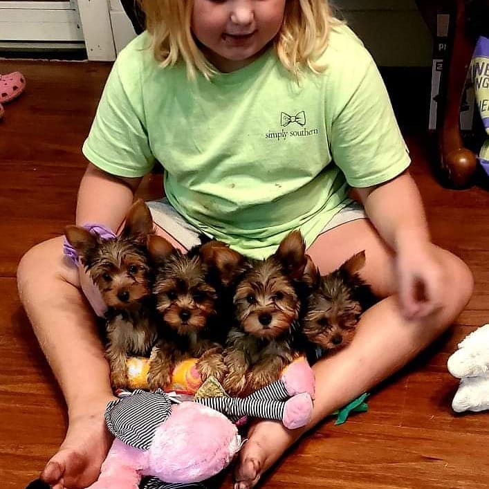 JAYSONFILTON's tweet photo. @TeezySooSkep DM us for your yorkie🐶 puppies💞, very lovely and adorable 🥰 https://t.co/X2glj3YJcU