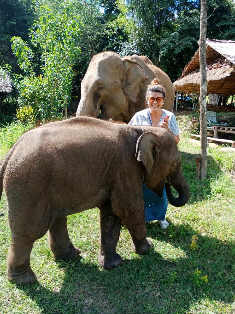 Chiang Mai Elephant Home tweet media