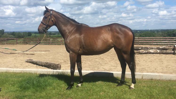 ballybreagh's tweet photo. **FOR SALE** (On behalf of owner)
2x 4yo TB Fillies by Conduit, both 15.3hh approx. Both were broken in the summer and have since been in the field. 
Contact owner directly- Peter  
+44 7712 839710  Videos in link below ⬇️ 

https://t.co/Gs8gTyY8PZ

https://t.co/XZlWECo4dV https://t.co/ycQszcVIBG