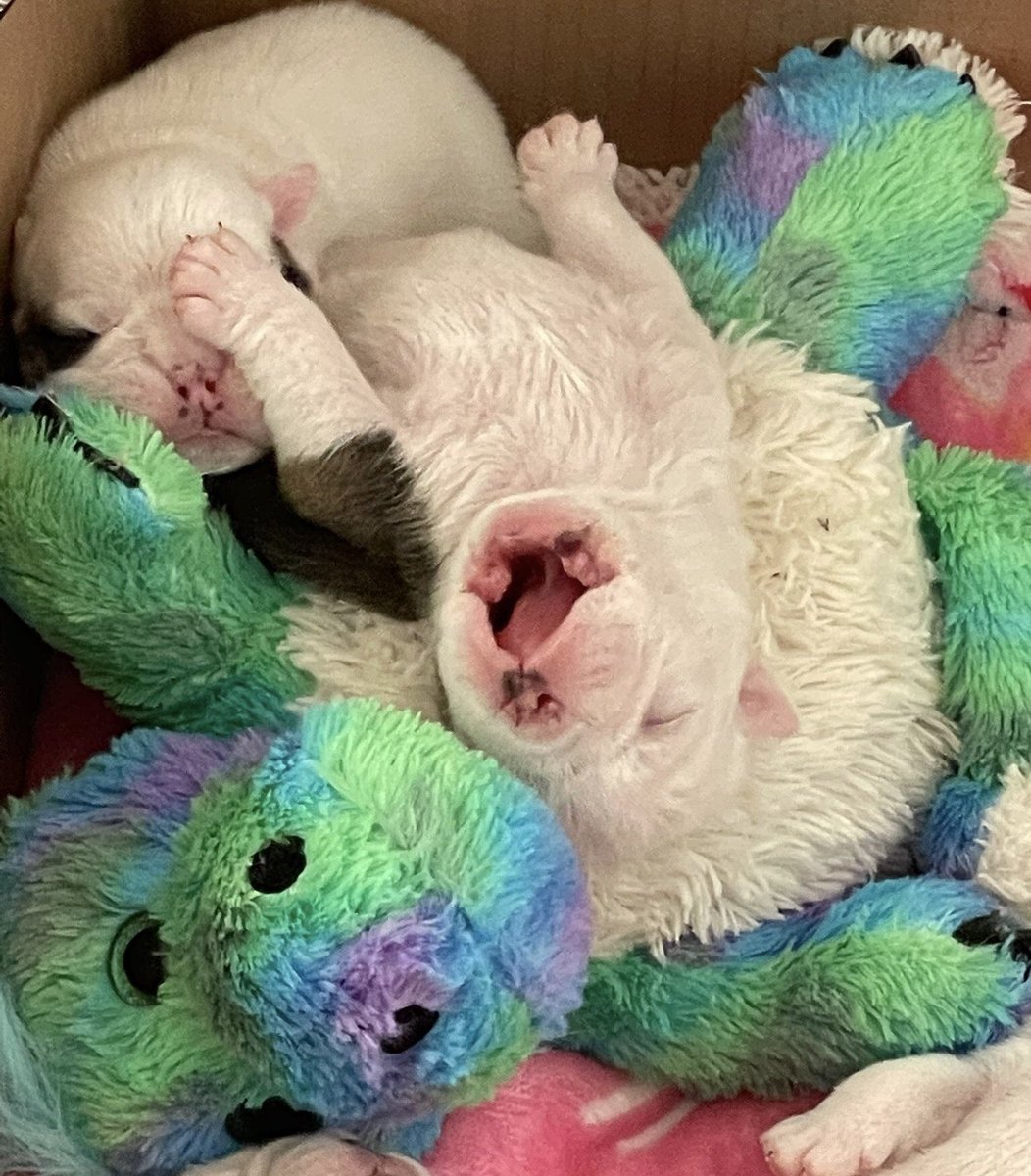 linda 👋🏼🐸 tweet media