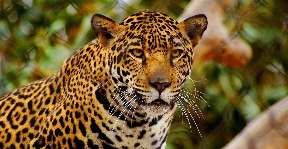 <a href="/omaralpuche/">omar alpuche leal</a> <a href="/TecNM_Cancun/">@TecNM_Cancun</a> <a href="/GobQuintanaRoo/">Gobierno Quintana Roo</a> <a href="/ComunidadTecNM/">ComunidadTecNM</a> Yo propongo que la mascota del estado de Quintana Roo sea Jaguar