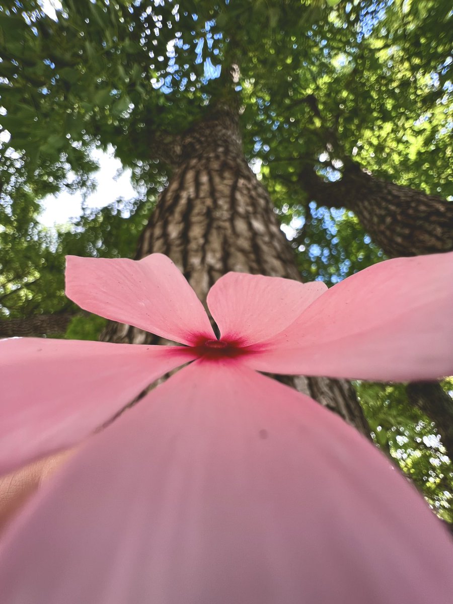 StacyMariePics's tweet photo. Photo of the day…iPhone13 Pro Max…#iphone13promax #stacymariephotography #stacymairepics https://t.co/jY122v3Itt