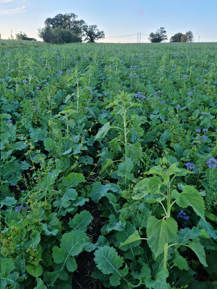 Please with the outcome again another successful establishment 🤞 for a good spring on this crop and price to stay good for us all. A sunny week this week will see the sunflowers 🌻 come out I hope and the field will look a picture.