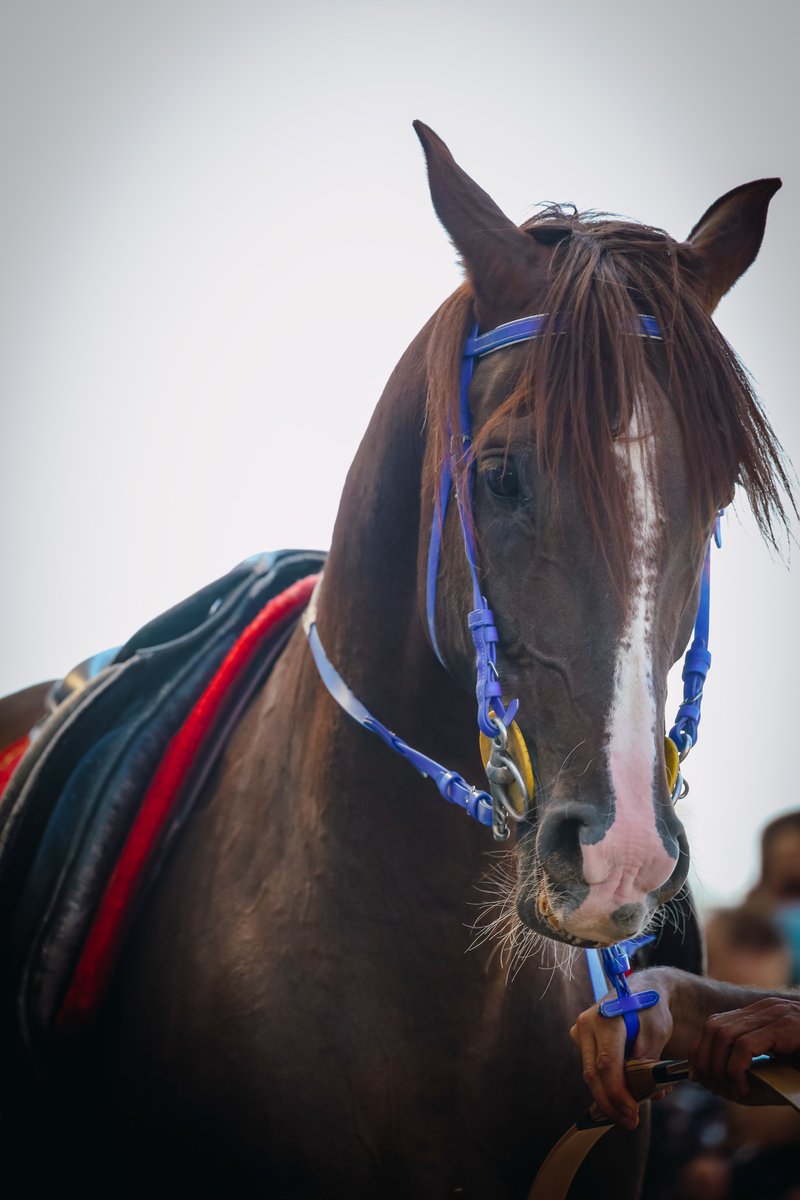Çıplak bir at, uzak, dizginsiz.
O kuytu ve sıcak ev uzak;
Uzak göğüme, denizlerime.
Haydut bir gecedir bağlayan ellerimden,
Beni bu atın yelelerine.