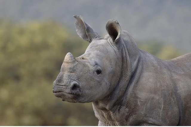 rhisotope's tweet photo. The Rhisotope Project has officially been featured in over 1000 articles around the world. 🌍. To learn more about what we are doing to save the #rhino visit our website.  https://t.co/a49XWaxd8j #therhisotopeproject #savingwithscience #conservation https://t.co/ZZBAHqmCK8