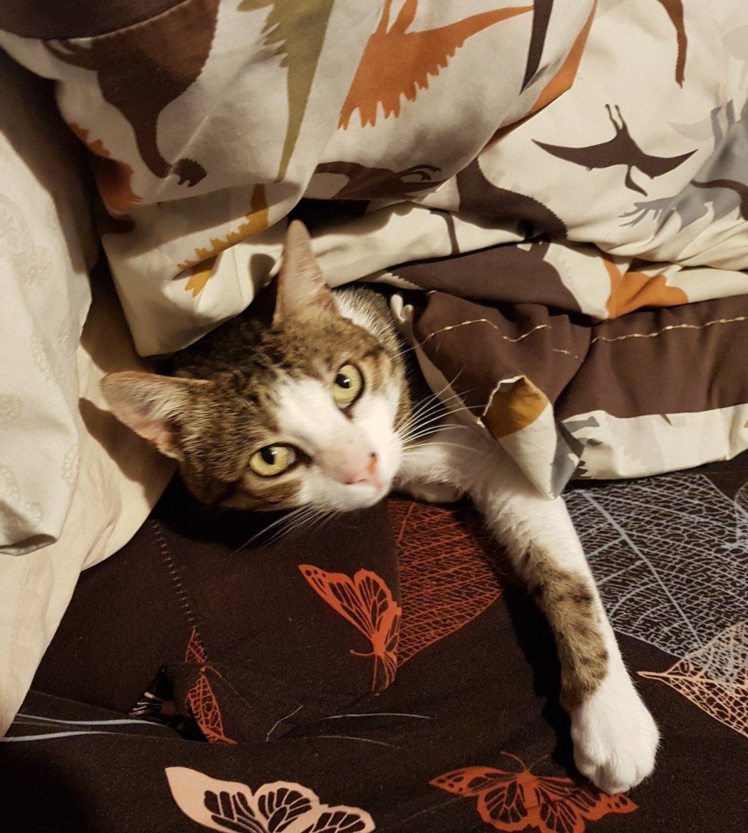 Alayanabeth's tweet photo. Dinnae think ye're sitting here, missus. #CatsOfTwitter #CatsofScotland https://t.co/Xm4lNQg5tl