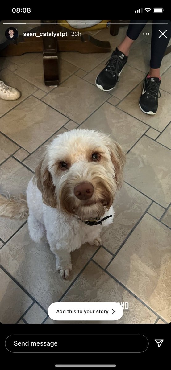 Jen_Bond's tweet image. MISSING DOG! If anyone has seen Marsha, who is a cockapoo, 3 years old and very friendly in the Cheltenham area please let me know. Marsha went missing yesterday evening around Swindon Road area in Cheltenham, she has not been seen since. Please share this post &amp;amp; help find Marsha