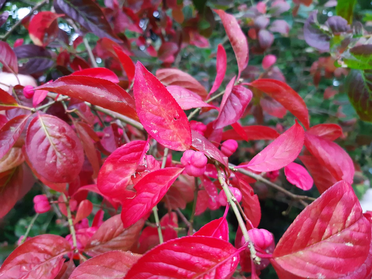 De prachtigste kleuren in de natuur laten zich weer zien! #teamherfst #kardinaalsmuts #bomenbieb