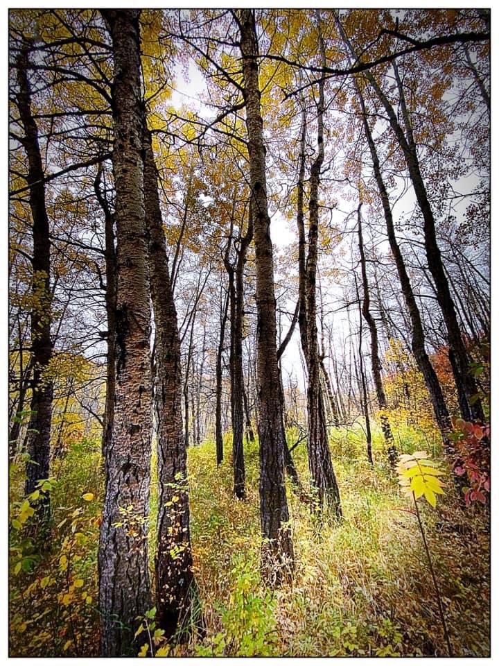 pritimama's tweet photo. I wish I could paint! But the only thing I can do is try to capture the #Colors with my camera and try to edit them into a painting. #iphone #phototoaster
#photography #Autumn #fallcolors #canada #lifeisapainting #zen https://t.co/8kUtav1fjK