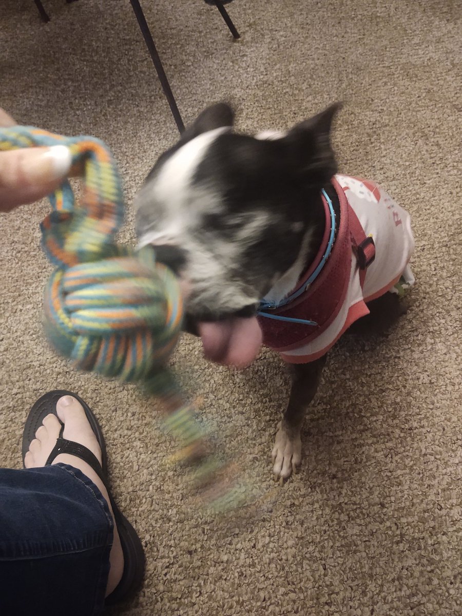 Charlton4Ms's tweet photo. @WoofPetProducts thanks for the birthday toy Grandma! It is great! #woofitup #leilabug #birthdaygirl #dogmom https://t.co/xxHPDxcS4H