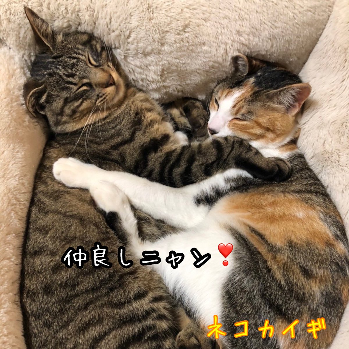 nekokaigi0411's tweet photo. 「仲良しニャン❣️」
#ねこ好きさんと繋がりたい
#ネコ部 #猫 #いやしねこ
#ねこのいる暮らし
#ねこ写真
#野良猫 #地域猫
#かわいい
#cat #catlife #catlover
#communallyownedcat
#catfreak #lifewithcats
#catsmeeting
#meow #meowlife
#ネコカイギ https://t.co/w5A8HsltIr