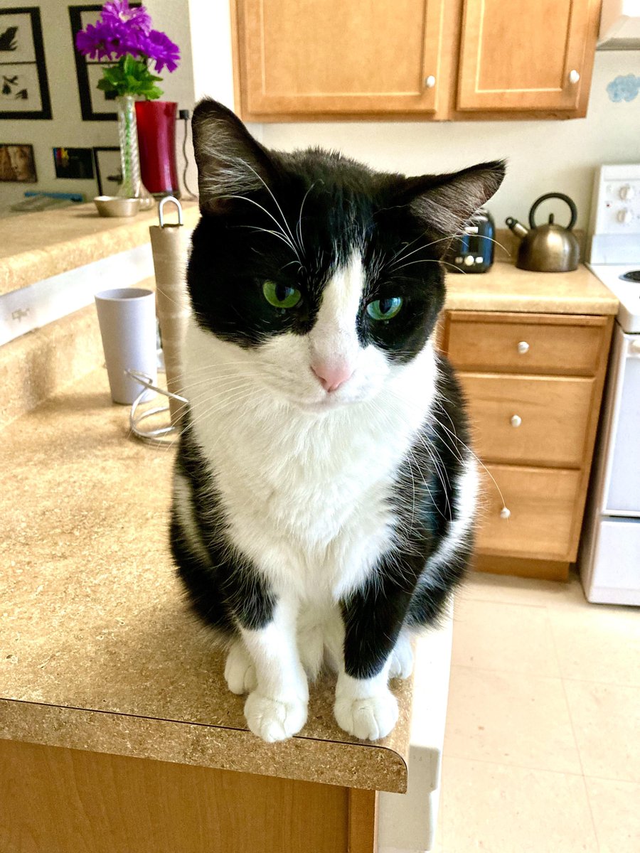 My little chubby man.
Author: u/Accomplished_Goal763
reddit.com/r/cats/comment…
via r/cats