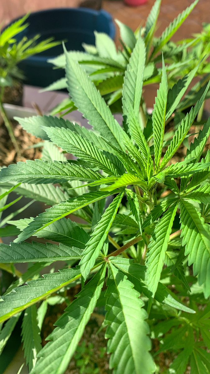MafiaSmoke's tweet photo. #sativa #criticalganjah #organicfarming #CDMX https://t.co/TIG25K8kBg