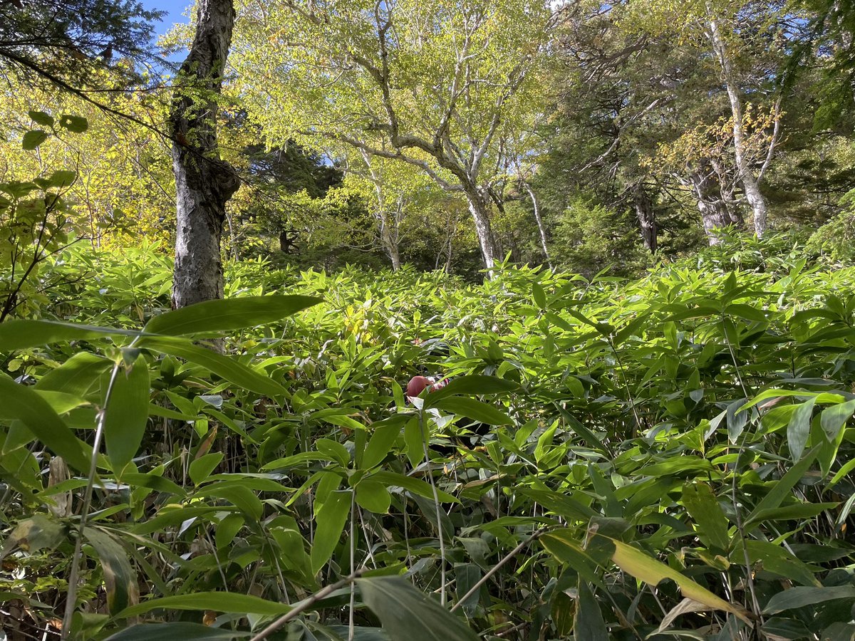 kirinchan5's tweet photo. 伊藤新道、想像以上だった！
取付を間違えて無理矢理ルート復帰の笹漕ぎおまけ付き https://t.co/c4DvifO2Gh