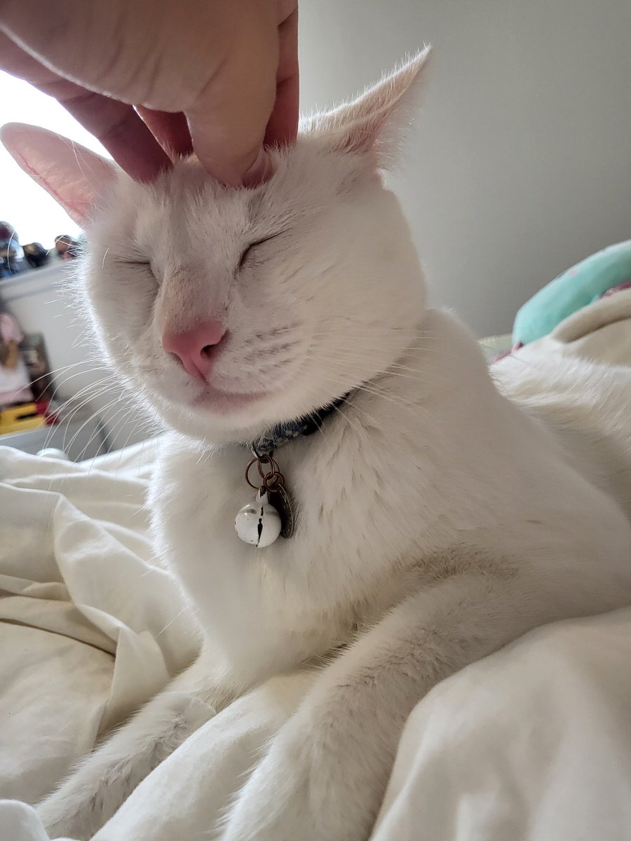 imezracat's tweet photo. MOM is home https://t.co/Lhm7bpKe8g